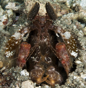 mantis shrimp waiting by Mathieu Foulquié 